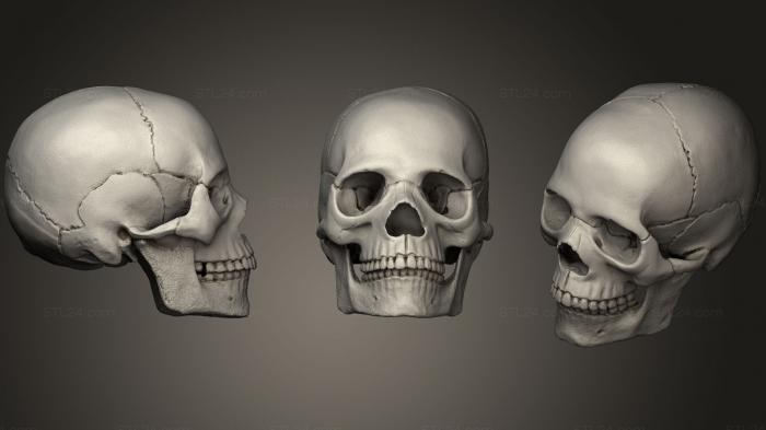 Anatomy of skeletons and skulls (Skull16, ANTM_1062) 3D models for cnc